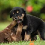 1.クラブ創設の背景：古河電工からの変遷とJリーグ参入。(ブログ記事)