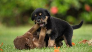 1.クラブ創設の背景：古河電工からの変遷とJリーグ参入。(ブログ記事)